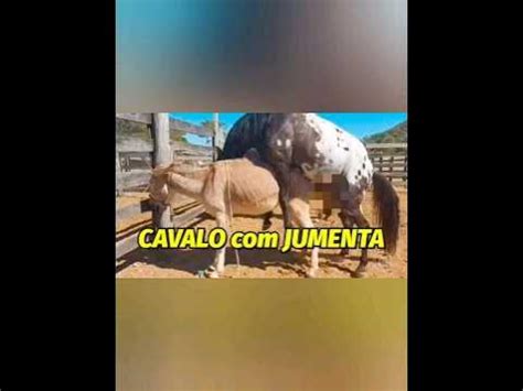 cruzamento de jumenta|cruzamento de cavalo com jumenta nasce burro ou mulas.